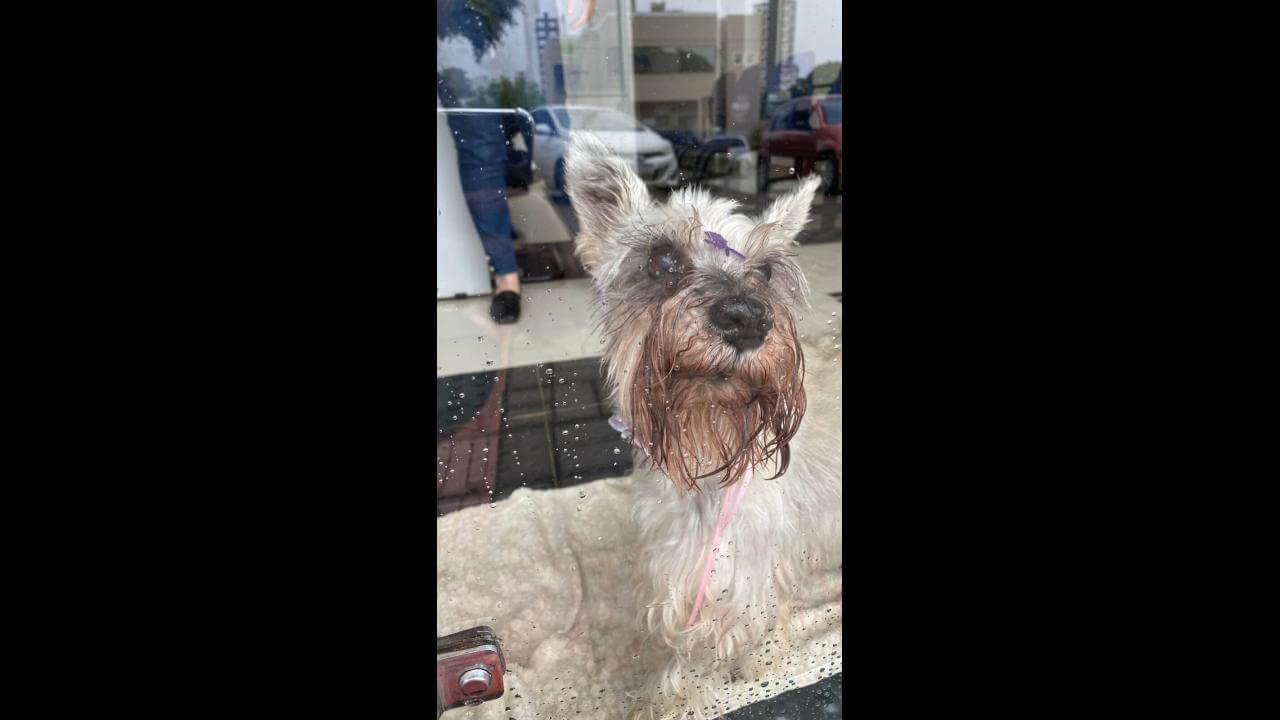 Cachorro é encontrado no bairro Centro