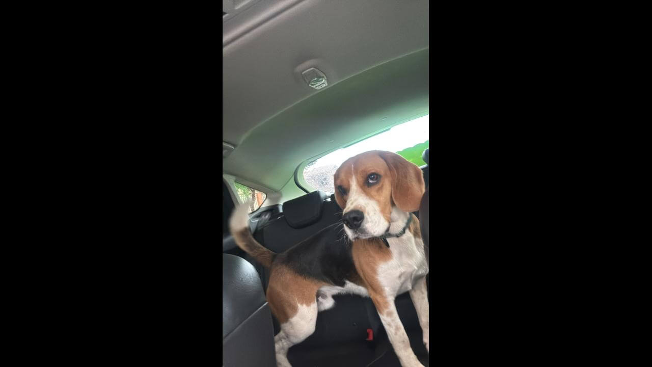 Cachorro Theodoro desapareceu no bairro Pacaembu