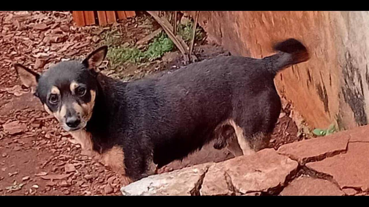 Cachorro Dog desapareceu no bairro Tarumã