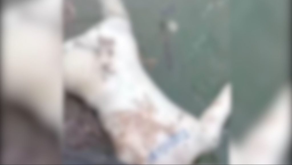 Corpo em decomposição é achado boiando no Rio Paraná Corpo em decomposição é achado boiando no Rio Paraná