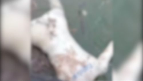 Corpo em decomposição é achado boiando no Rio Paraná Imagem referente a Corpo em decomposição é achado boiando no Rio Paraná