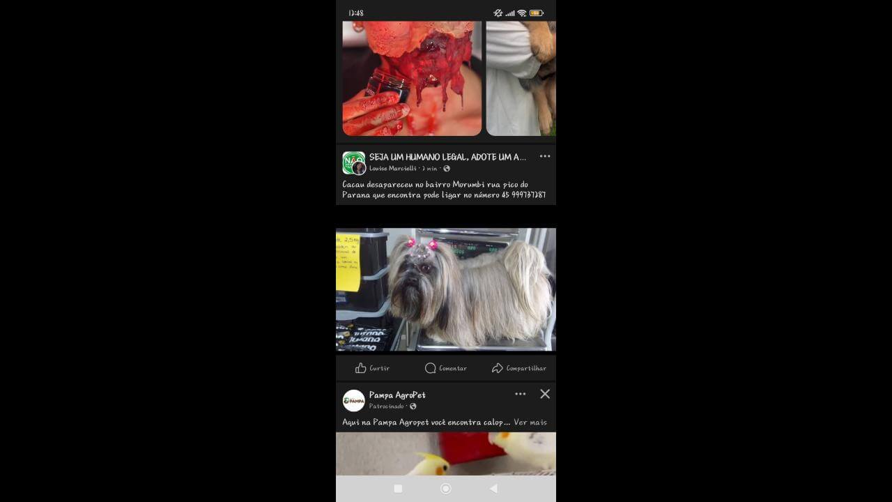 Cachorra Cacau desapareceu no bairro Morumbi Cachorra Cacau desapareceu no bairro Morumbi