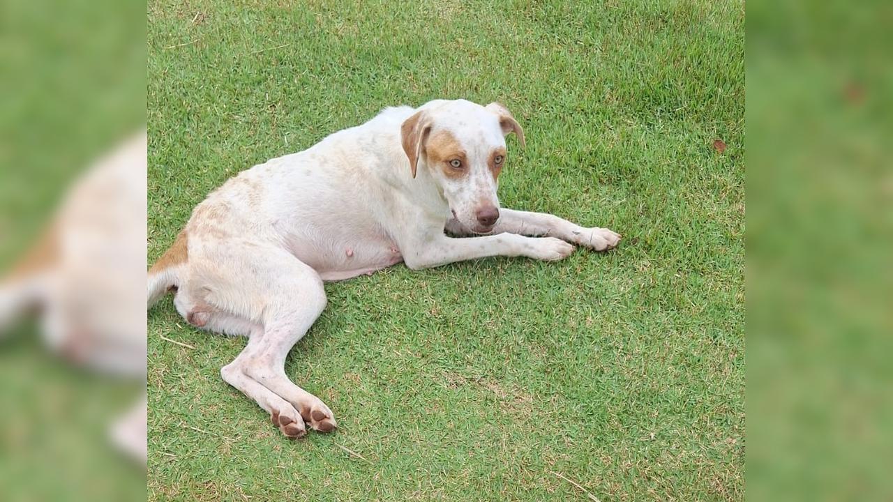 Cadelinha resgatada das ruas busca família: vacinas e ração garantidas