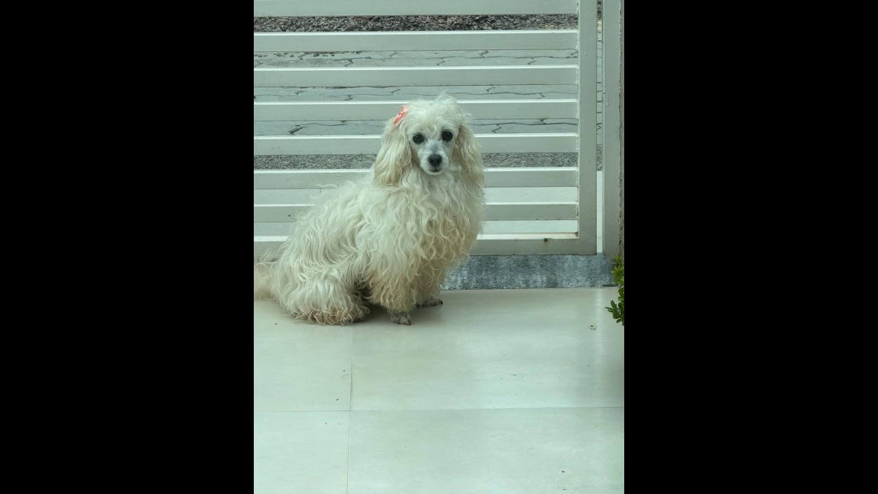 Cachorra é encontrada no bairro Recanto Tropical Cachorra é encontrada no bairro Recanto Tropical