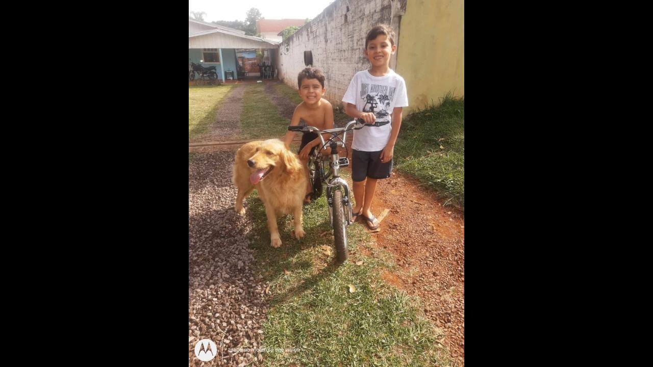 Cachorra Nina desapareceu no bairro Santa Cruz