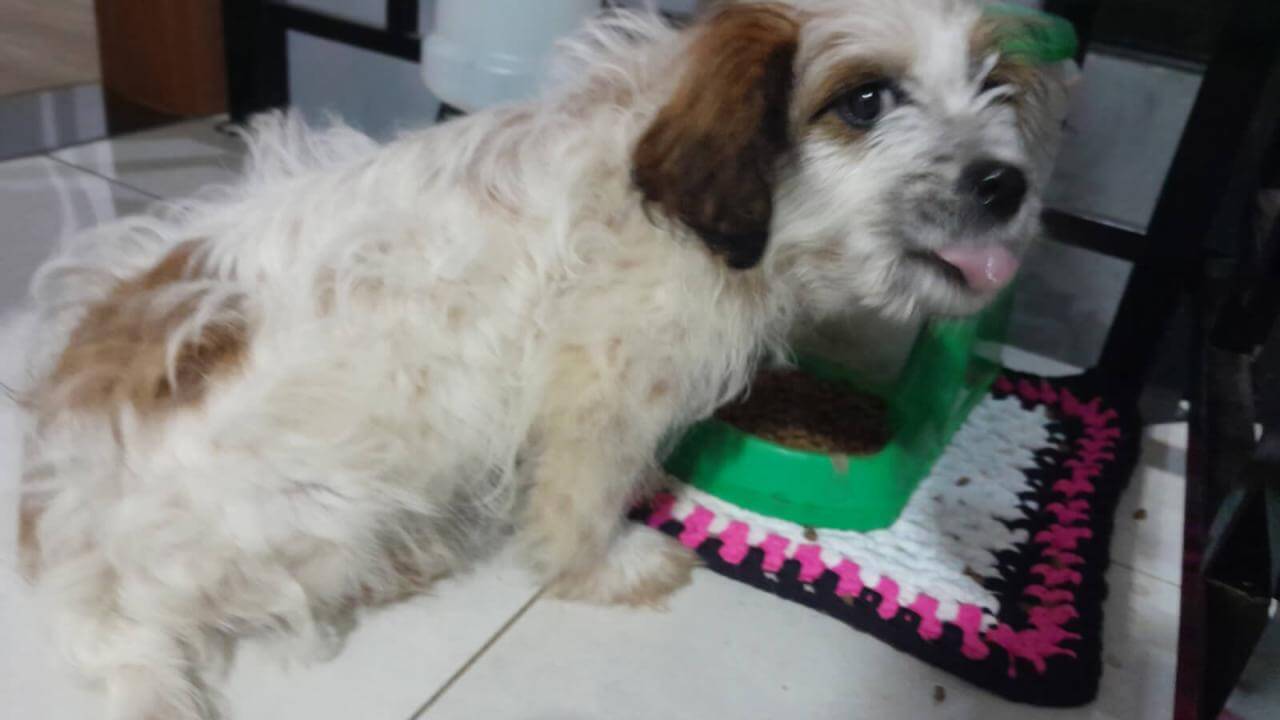 Cachorro é encontrado no bairro Jardim Veneza Cachorro é encontrado no bairro Jardim Veneza
