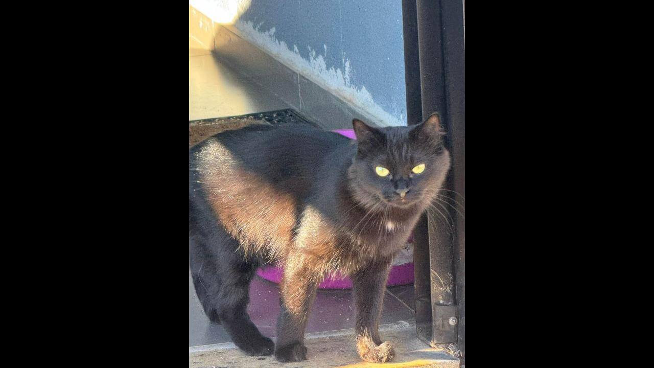 Gata Pantera desapareceu no bairro Angra dos Reis Gata Pantera desapareceu no bairro Angra dos Reis