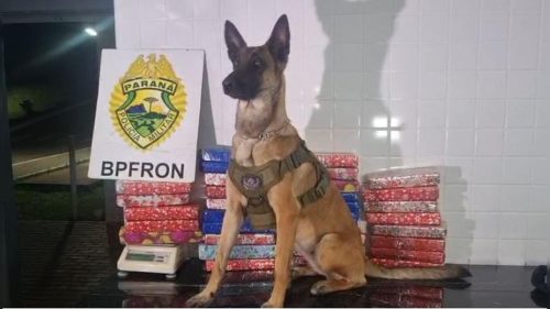 Mulher é presa com quase 24 kg de maconha na rodoviária de Cascavel