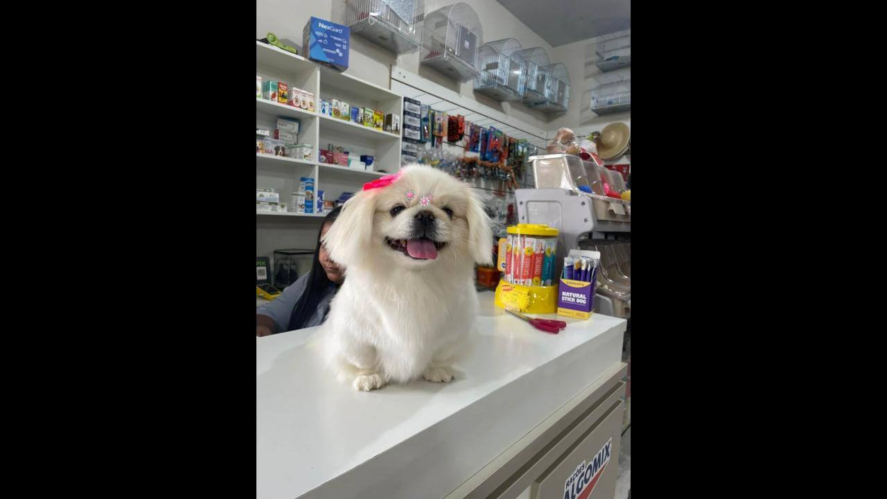 Cachorra Nala desapareceu no bairro Jardim Clarito
