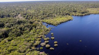 Amazônia e Cerrado registram queda de 11% no desmatamento Amazônia e Cerrado registram queda de 11% no desmatamento