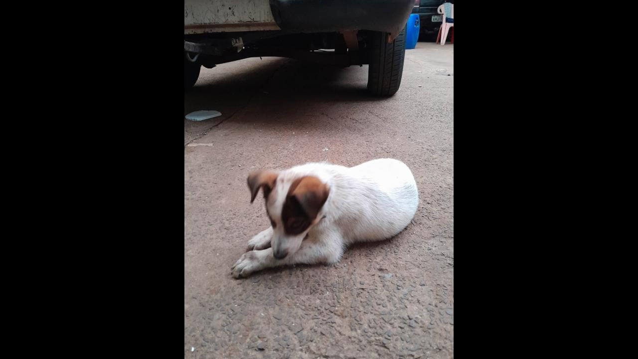 Cachorra é encontrada no bairro Cascavel Velho