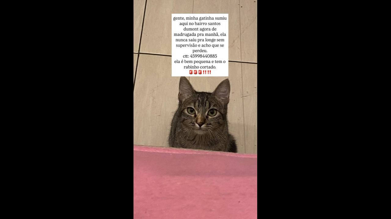 Gata Lolla desapareceu no bairro Santos Dumont Gata Lolla desapareceu no bairro Santos Dumont