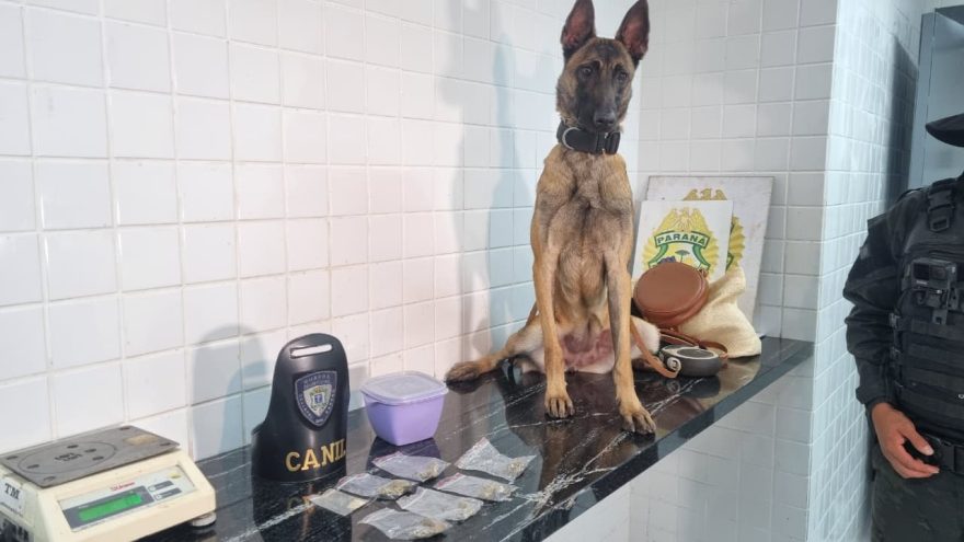 Mulher tenta enganar com café, mas cão farejador encontra skunk em ônibus para Balneário