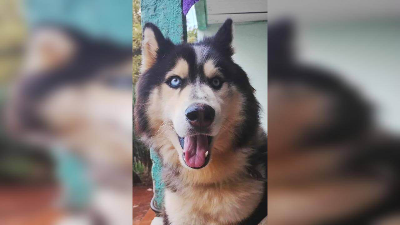 Cachorro Tob desapareceu no bairro Periolo Cachorro Tob desapareceu no bairro Periolo