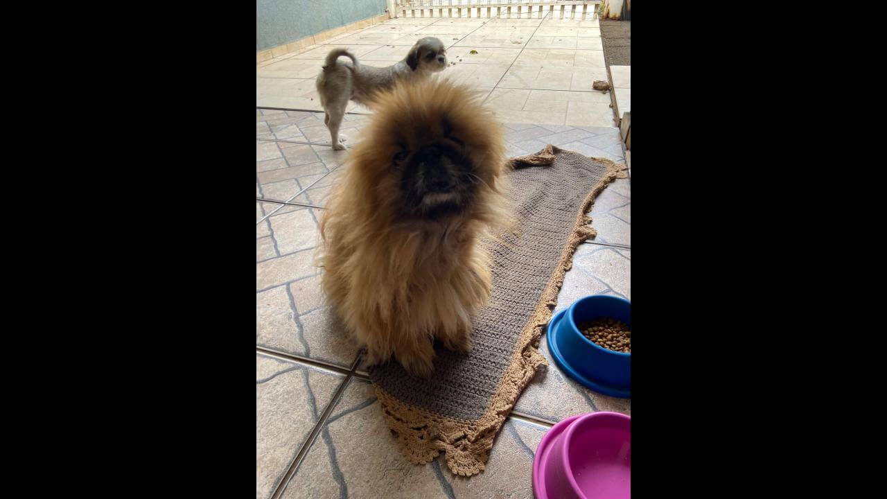Cachorro é encontrado no bairro Jardim União