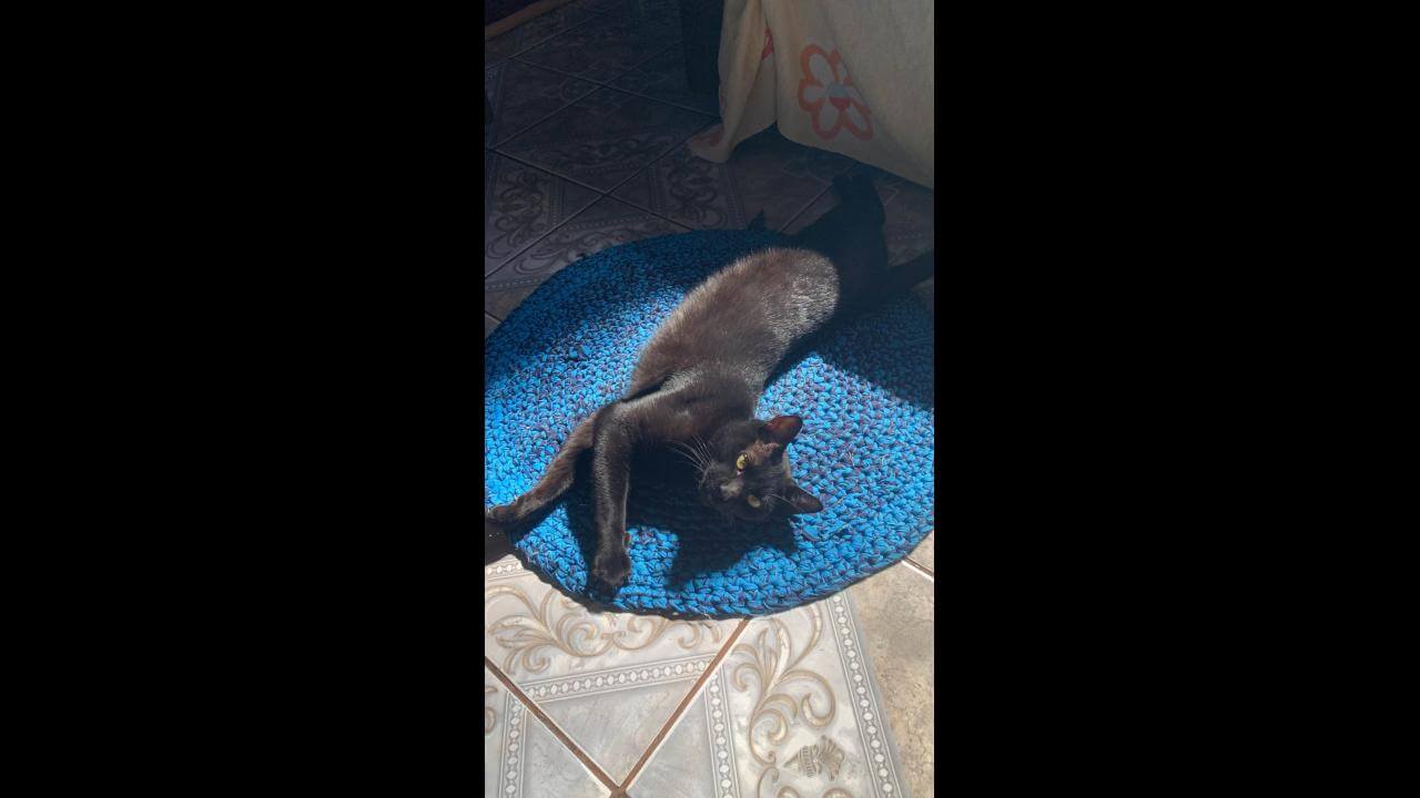 Gato Felix desapareceu no bairro Jardim Clarito