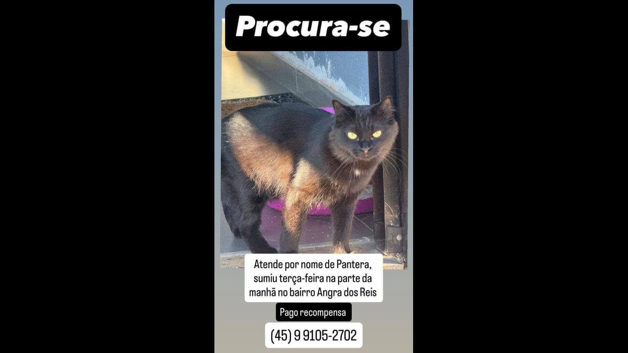 Gata Pantera desapareceu no bairro Angra dos Reis