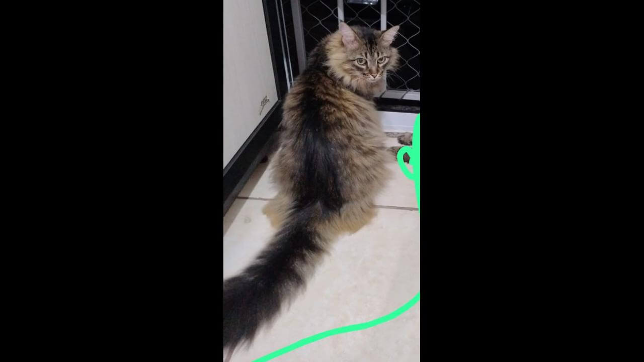 Gato Mimi desapareceu no bairro Floresta