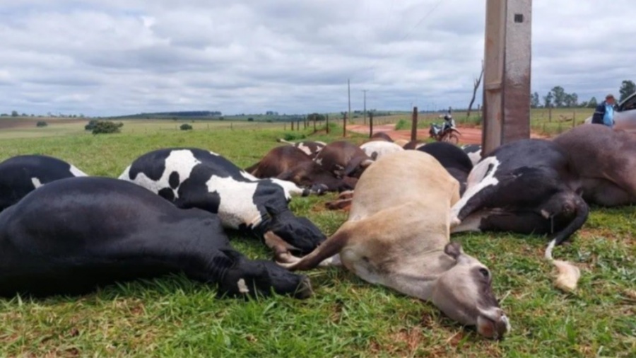 Rompimento de cabo de energia elétrica provoca morte de 19 vacas em Altônia Rompimento de cabo de energia elétrica provoca morte de 19 vacas em Altônia