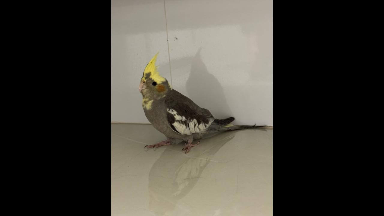 Calopsita é encontrado no bairro Alto Alegre