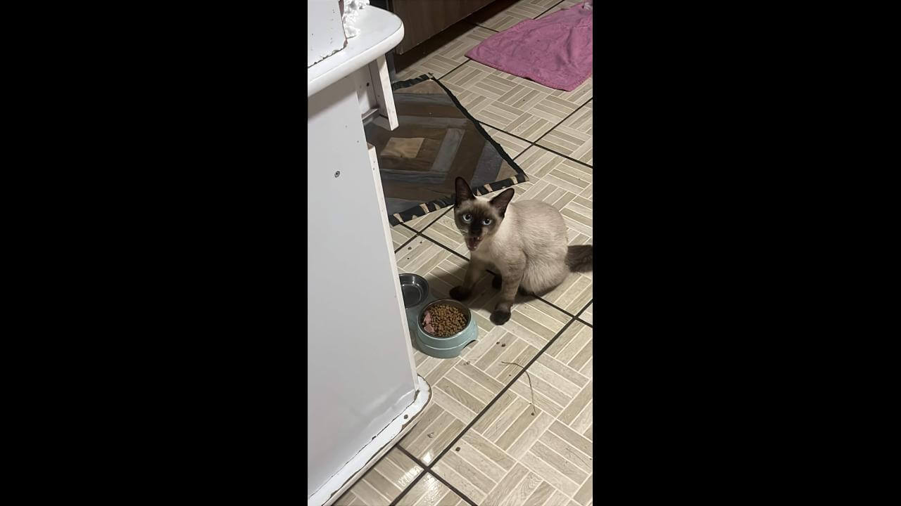 Gato Joe desapareceu no bairro Floresta