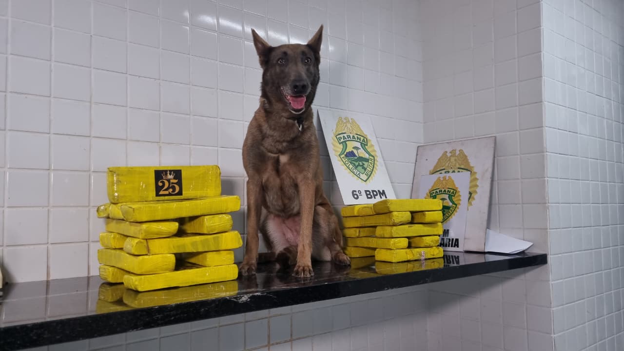 Cadela 'Bersa' fareja droga e Choque apreende 17 quilos de maconha na Rodoviária