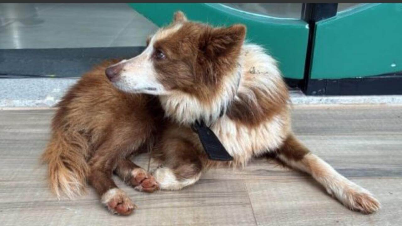 Cachorro Niko desapareceu no bairro Country