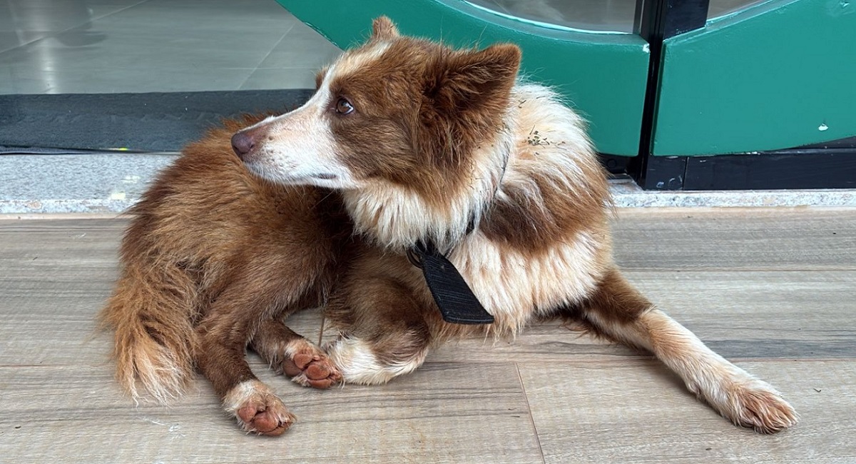 “O Nino está com a gente”, avisa moradora que encontrou cãozinho perdido no Country