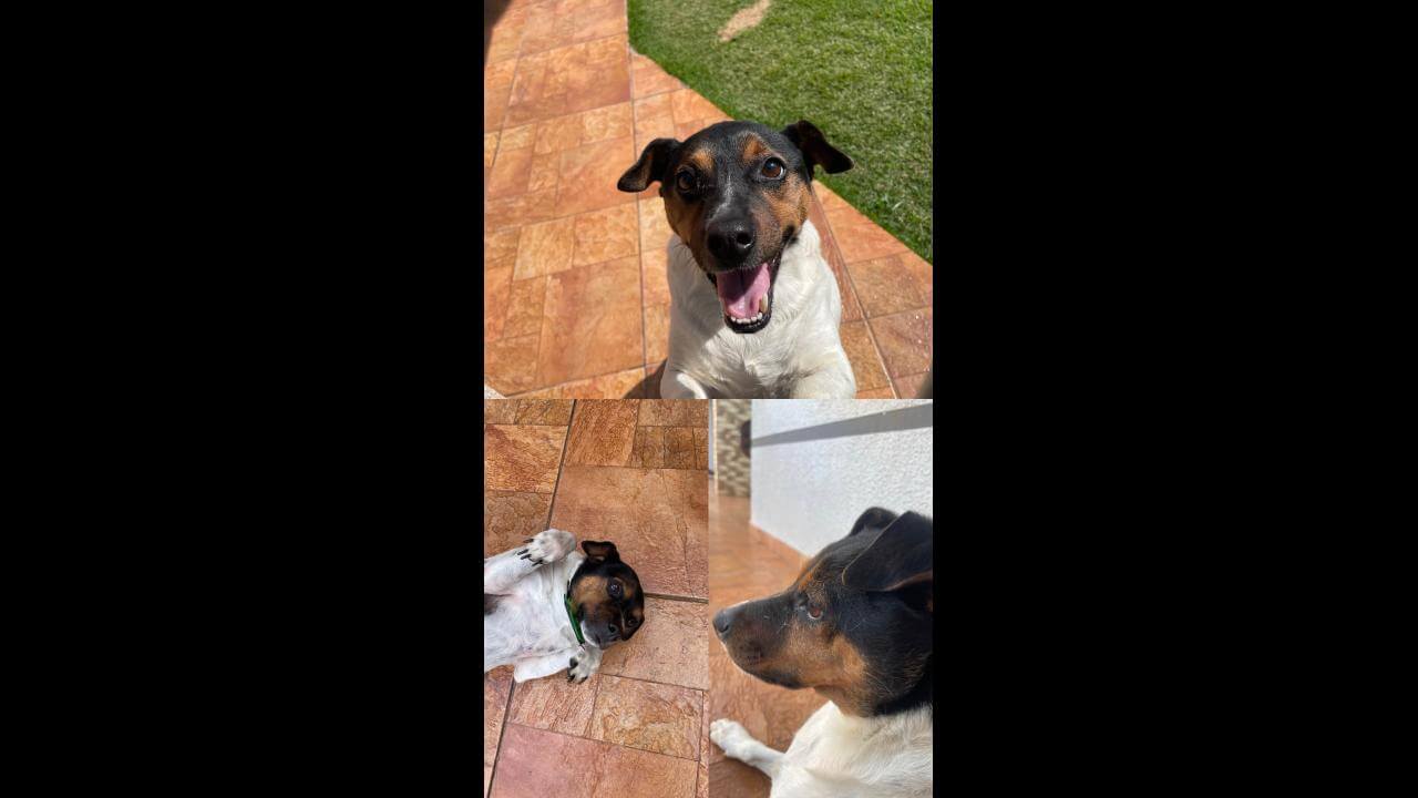 Cachorro Sansão desapareceu no bairro Brasília