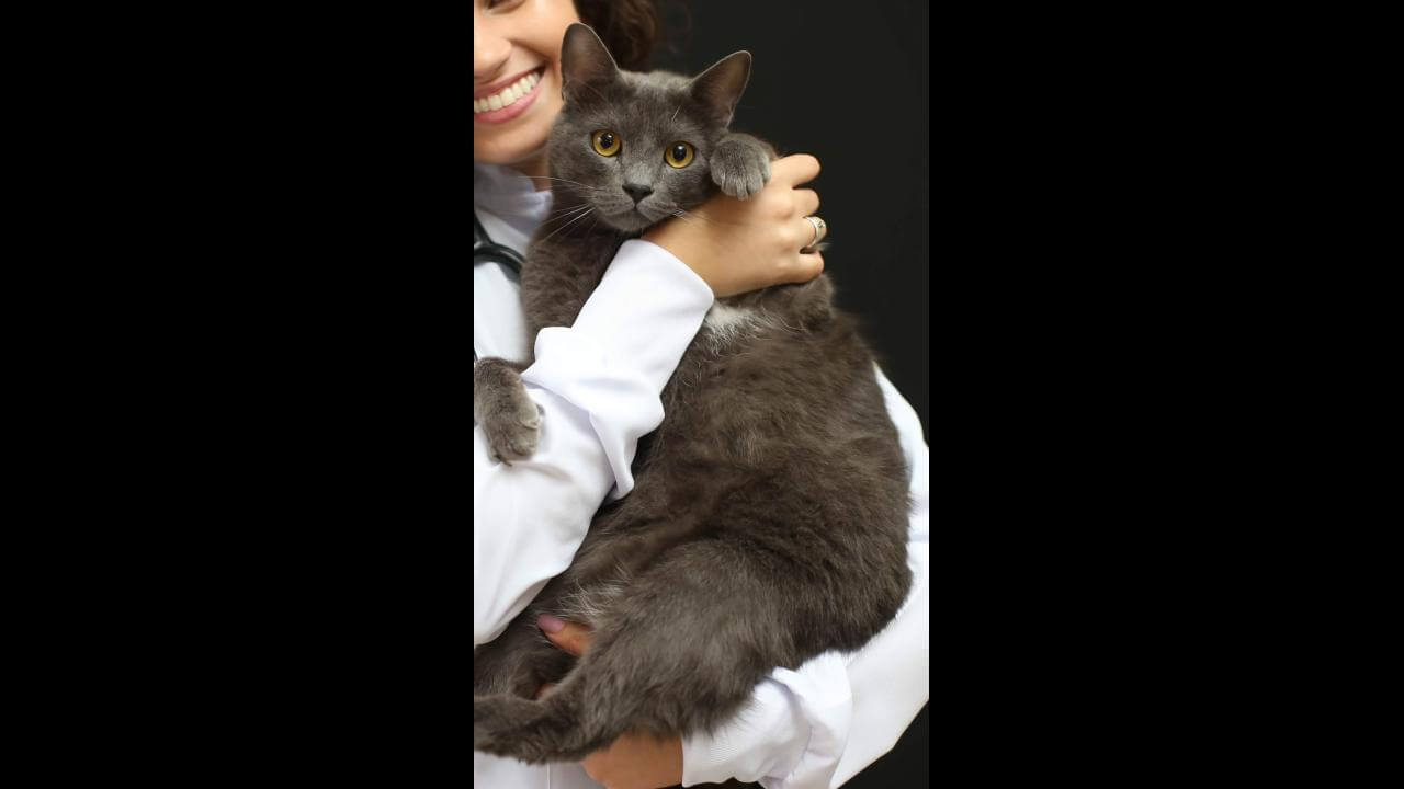 Gato Plutão desapareceu no bairro Floresta