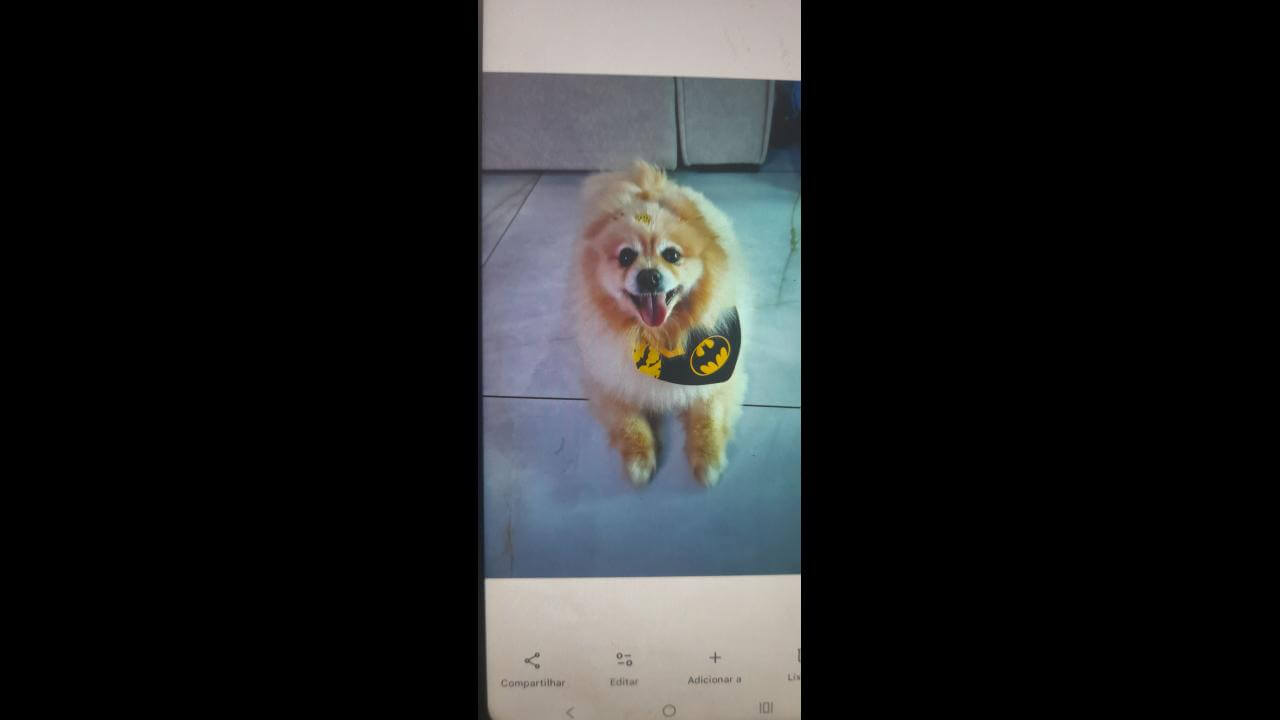 Cachorro Leanzinho desapareceu no bairro Alto Alegre Cachorro Leanzinho desapareceu no bairro Alto Alegre