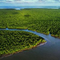 Imagem referente a Exposição no CCBB RJ destaca importância e riqueza dos manguezais