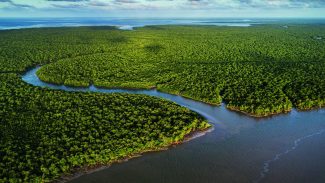 Exposição no CCBB RJ destaca importância e riqueza dos manguezais