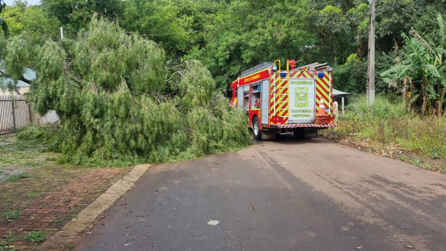 Queda de árvore de grande porte mobiliza Bombeiros no Santos Dumont