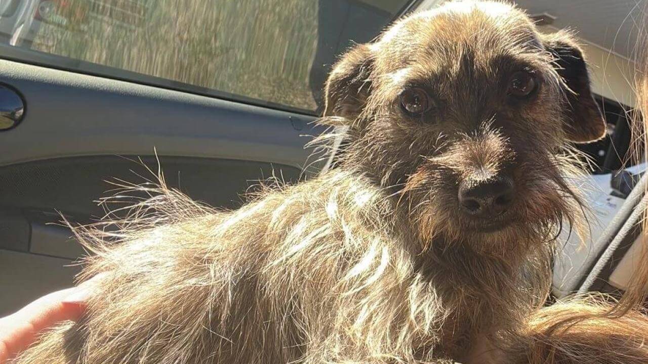 Cachorro Boby desapareceu no bairro Neva Cachorro Boby desapareceu no bairro Neva