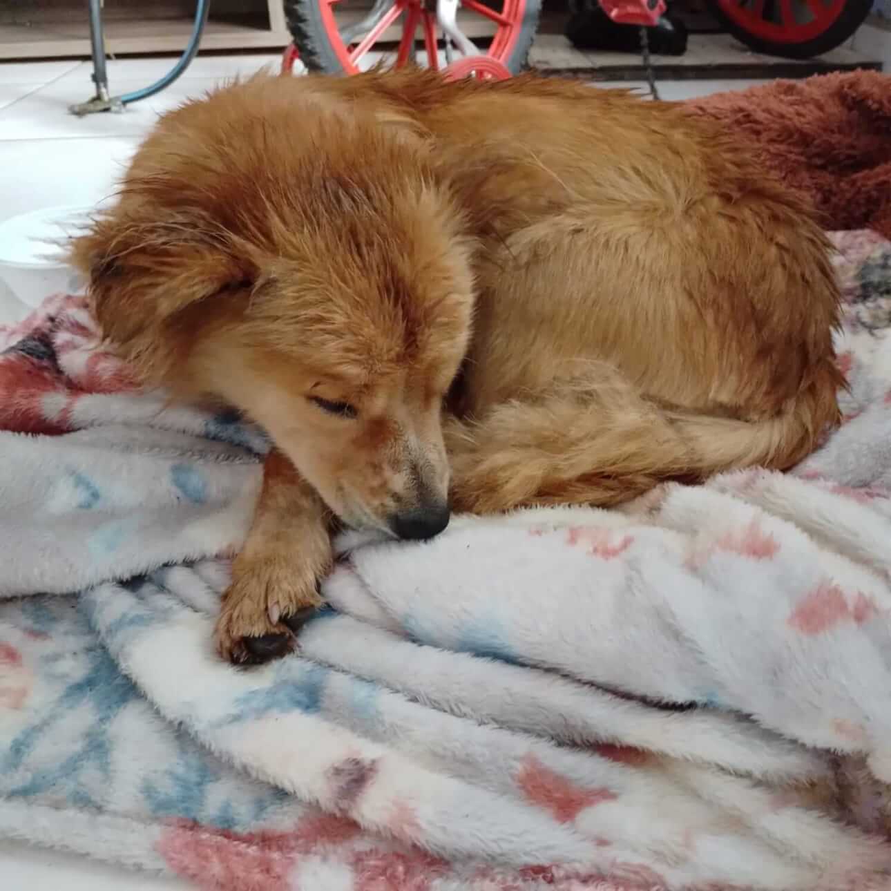 Cachorro é encontrado no bairro Floresta Cachorro é encontrado no bairro Floresta