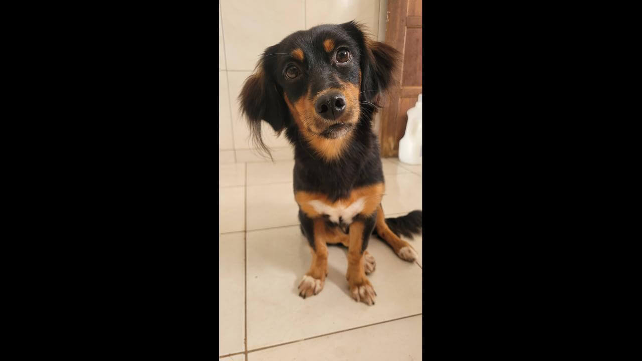 Cachorra Tereza desapareceu no bairro Cancelli Cachorra Tereza desapareceu no bairro Cancelli