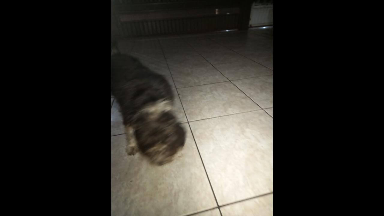 Cachorro é encontrado no bairro Universitário