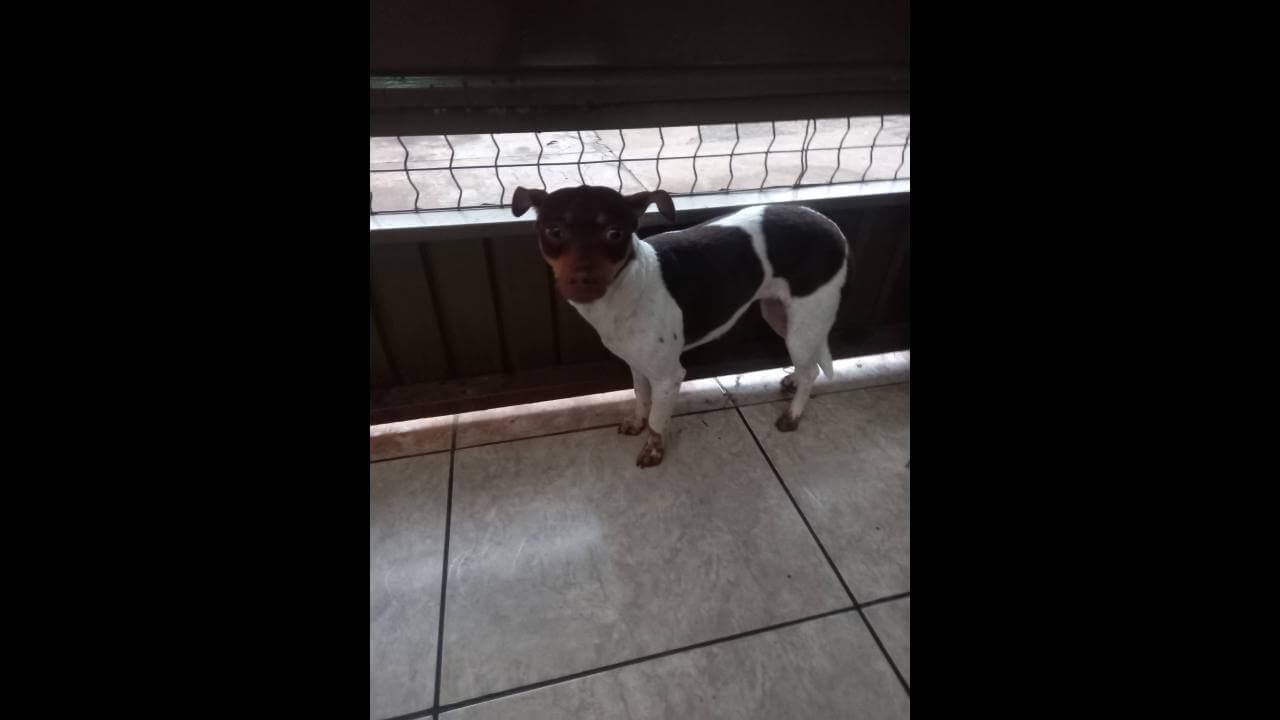 Cachorra é encontrada no bairro Universitário