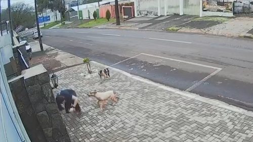 Mulher é atacada por cachorros na Região do Lago em Cascavel; Cão foi atropelado posteriormente Imagem referente a Mulher é atacada por cachorros na Região do Lago em Cascavel; Cão foi atropelado posteriormente