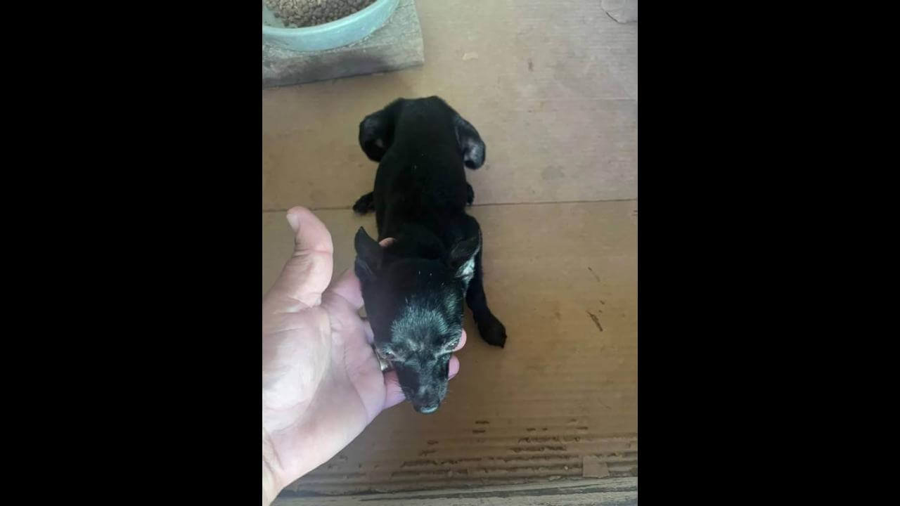 Cachorra Lilica desapareceu no bairro Periolo