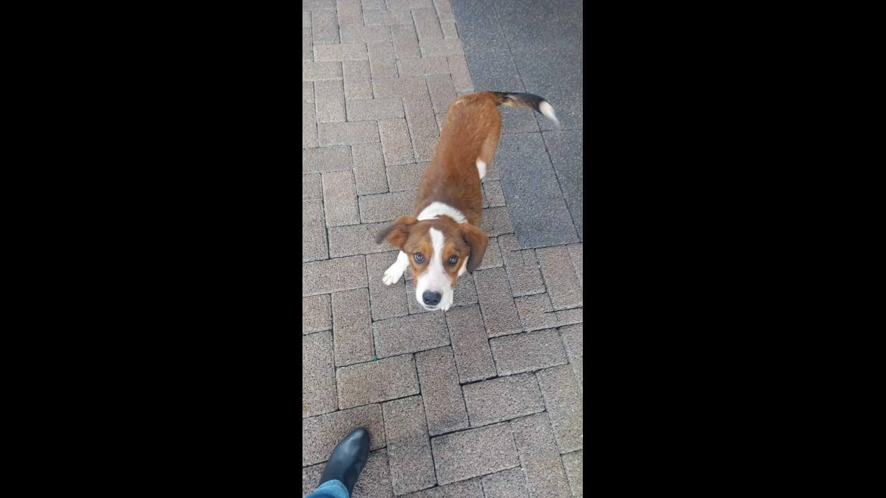 Cachorro é encontrado no bairro São Cristóvão