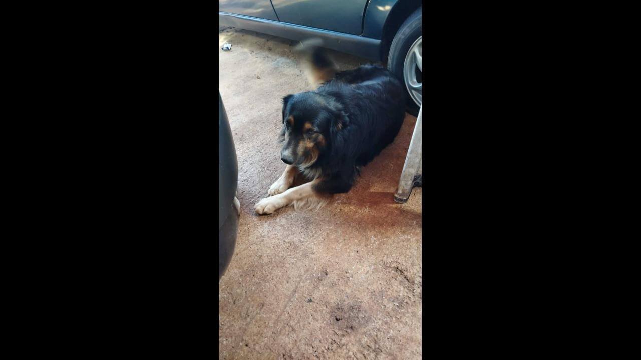 Cachorro Thor desapareceu no bairro Belmonte