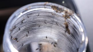 Ministério da Saúde intensificará mobilização contra dengue no Brasil