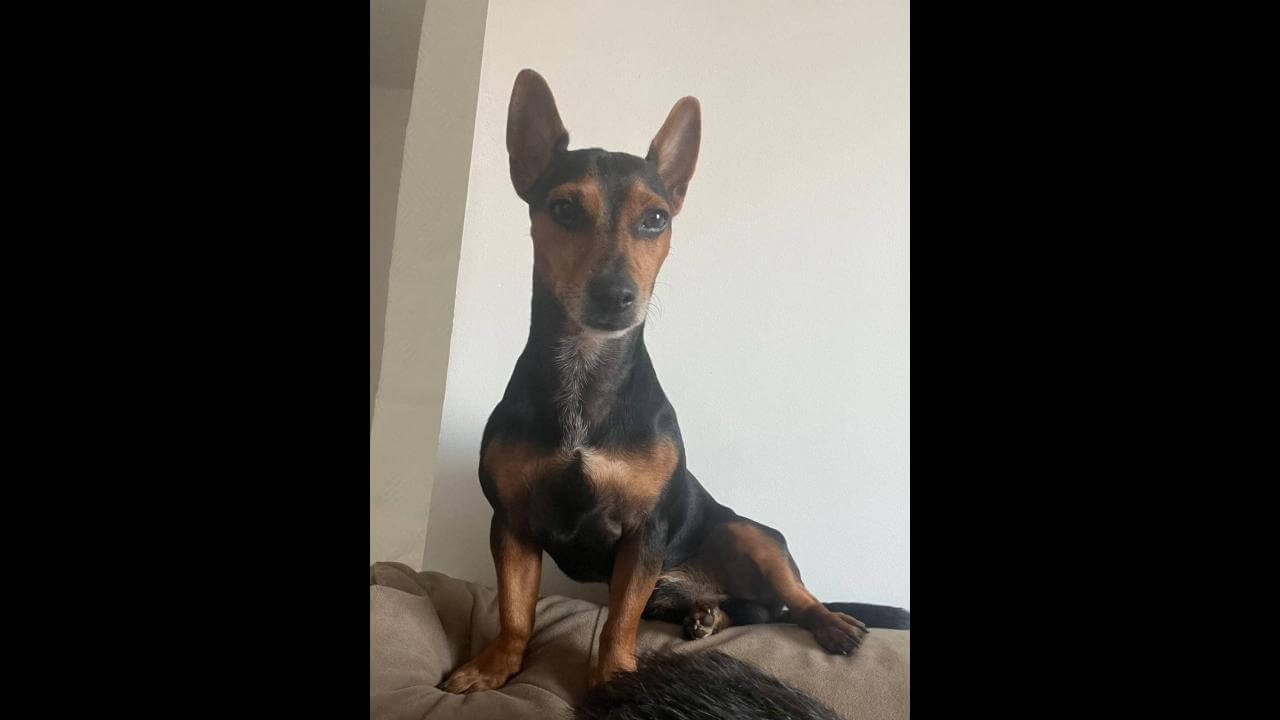 Cachorro Tobby desapareceu no bairro Esmeralda