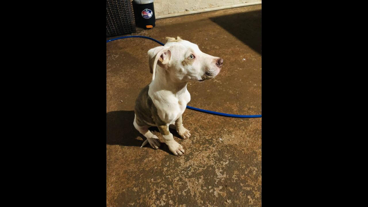 Cachorro é encontrado no bairro 14 de Novembro