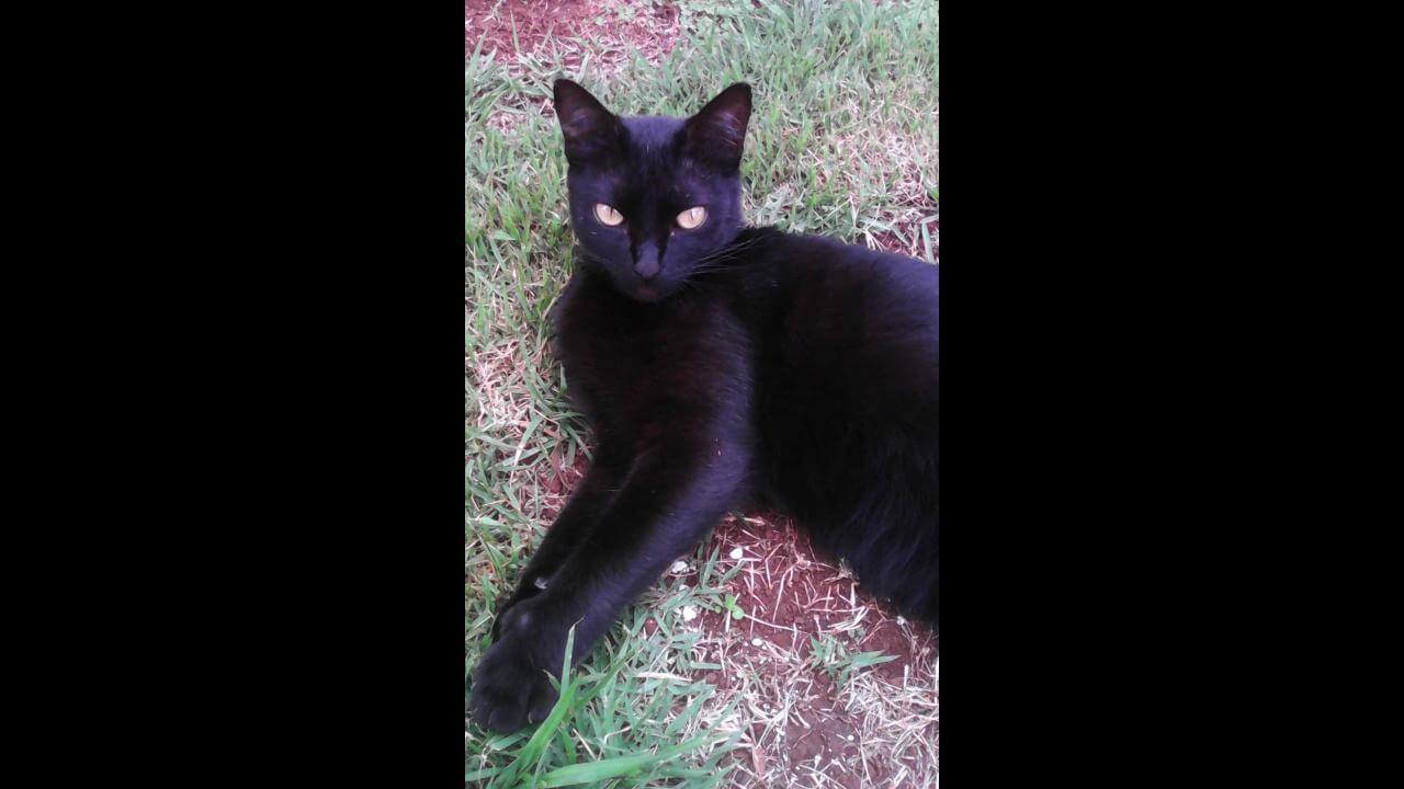 Gata Belinha desapareceu no bairro Neva