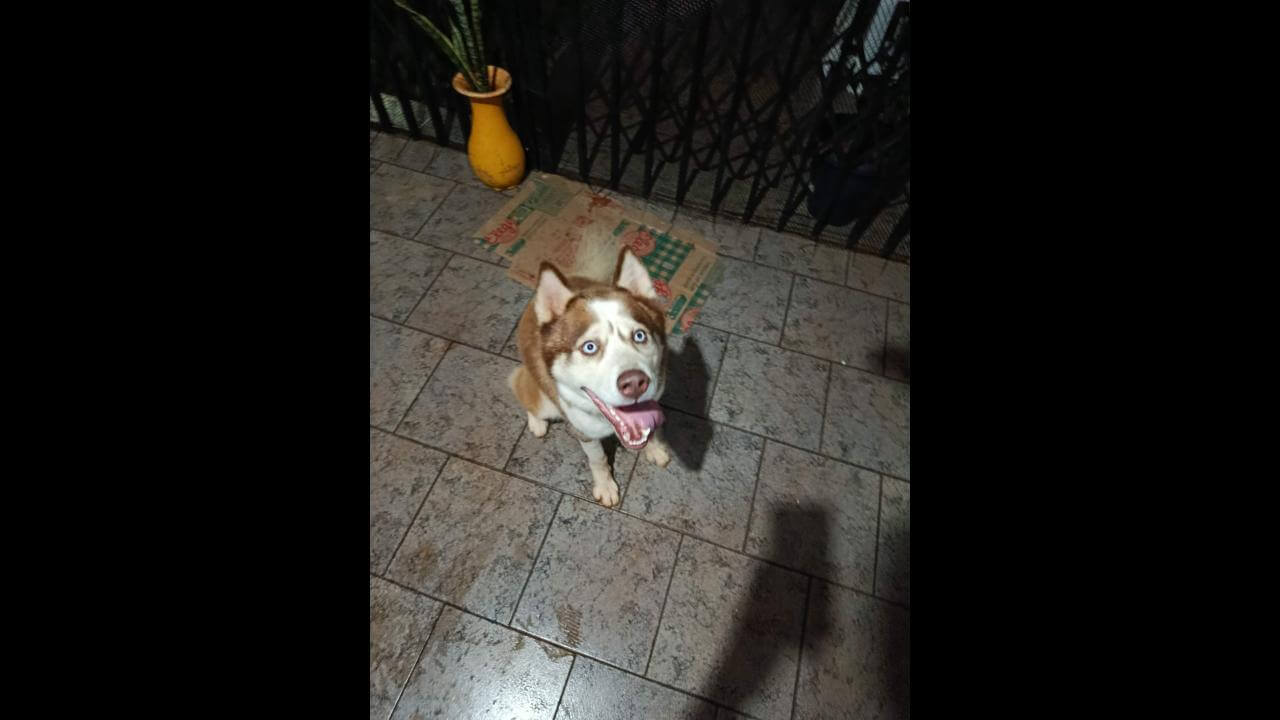 Cachorro é encontrado no bairro Esmeralda
