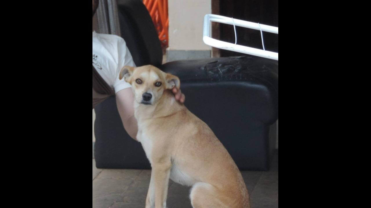 Cachorra Panqueca desapareceu no bairro Região do Lago
