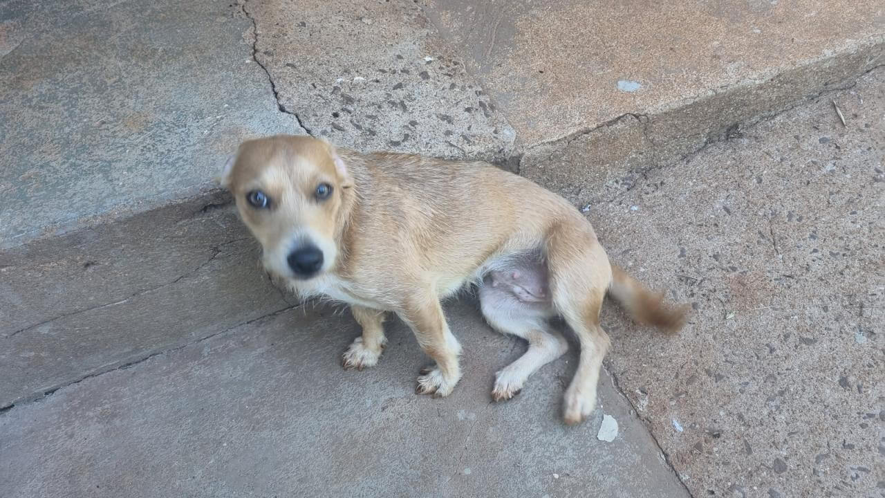 Cachorra é encontrada no bairro Centro